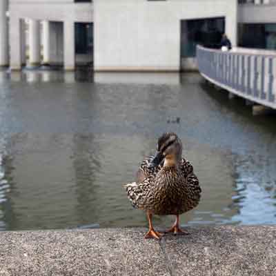 Ente vor dem Rathaus am Tjörnin
